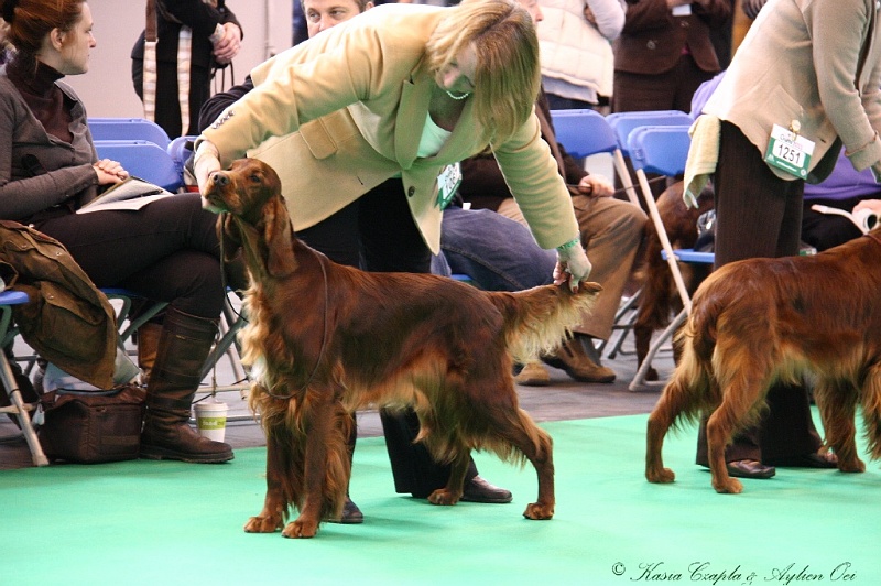 Crufts2011 169.jpg